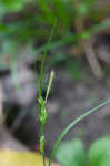 Eastern woodland sedge